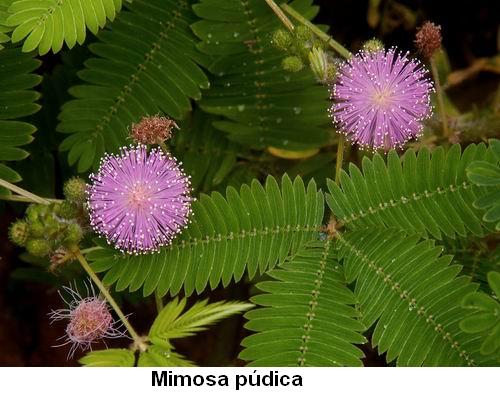 Mimosa Púdica.jpg